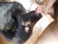 Suck 6 Gaybeast - Bestiality Porn video with man