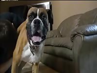 Suck dog Gaybeast - Dude and animal Porn