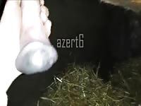 Sucking a horny gelding Gaybeast.com - Animal Porn Man