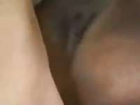 Horse Creampie GayBeat - Zoophilia Porn with dude