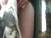Husky lick and cum Gaybeast.com - Zoophilia Sex and Man