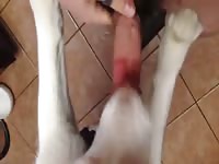 Husky licking 3 Gaybeast.com - Beastiality with Man