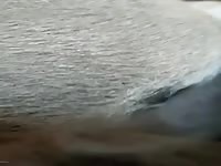 Io scopo asina uffa perfetto