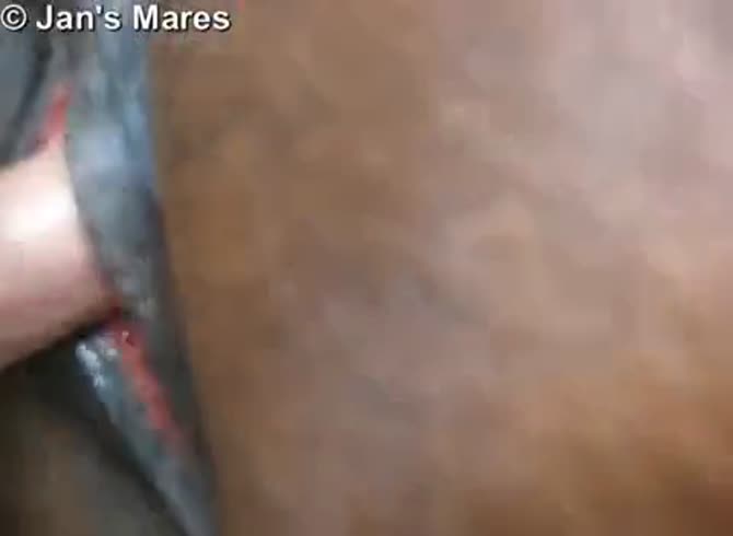 Guy Cums In Mare