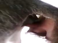 Jihadist fuck his donkey wife