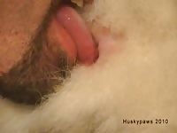 K9 anal play malamute tailhole adventures 1 divx petlust gay zoo porn men and animal