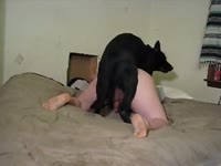 K9 quick Gaybeast - Bestiality Porn video with man (2)