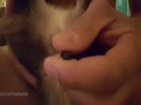 Kitty play Gaybeast - Bestiality Porn video with man (1)