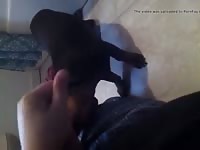 Licking up cum Gaybeast.com - Zoophilia Sex and Man