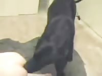 Little man and a big dane