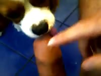 Little puppy licks Gaybeast - Man and animal Sex