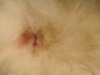 Malamute tailhole adventures 1 divx