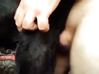 Male dog anal 9 Gaybeast.com - Zoophilia Sex and Man