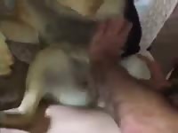 Man and a friend fuck dog Gaybeast - Zoophilia Man