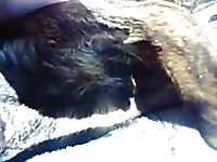 Man and bitch amateur sessions 1 Gaybeast.com - Animal Porn Man