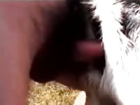 Man and doe goat Gaybeast - Bestiality Sex video with man
