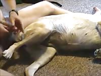 Man and lab bitch Gaybeast.com - Bestiality Porn video with man