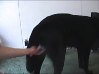 Man and male dog suck fuck Gaybeast - Zoophilia Porn and Man