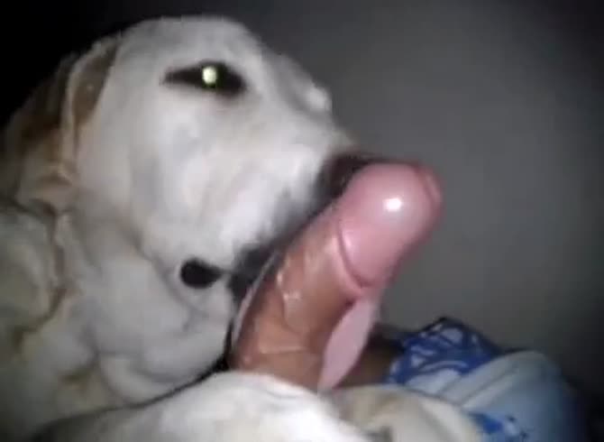 Man Cums In Dogs Mouth.