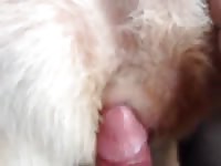 Man fingering fucks and creampies stray female dog close up Gaybeast.com - Zoophilia Sex and Man