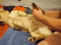 Man fucks cute dog Gaybeast - Animal Porn Man