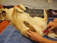 Man fucks dog with red dilldo Gaybeast - Zoophilia Sex and Man