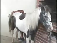 Man fucks his horse with condom Gaybeast.com - Beastiality with Man