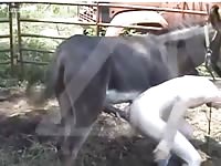 Man gets donkey dick up ass Gaybeast - Bestiality Sex video with man