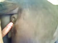 Man gets mare ready for a race Gaybeast - Bestiality Sex video with man