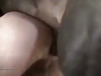 Man getting fucked by horse Gaybeast.com - Zoophilia Man