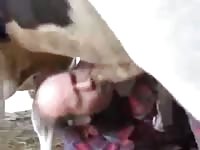 Man has good time with bulls Gaybeast.com - Beastiality with Man