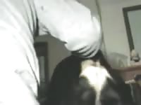 Man rottweiler11 Gaybeast.com - Beastiality Man