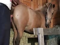 Man with mare 2 Gaybeast - Zoophilia Sex and Man