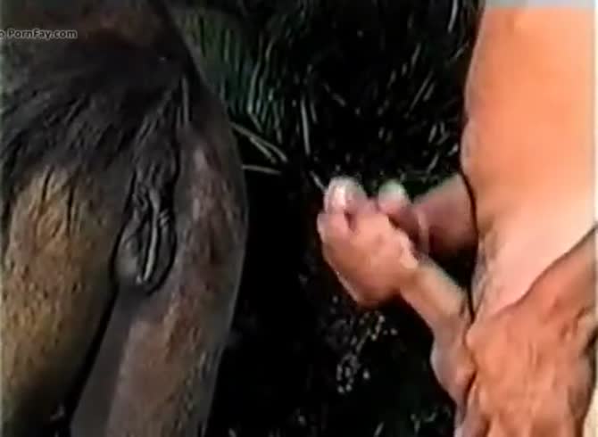 Pferd porn fickt 'Geordie' nude