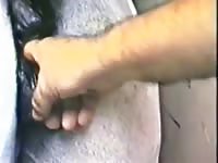 Mare finger then dildo Gaybeast - Animal Porn Man