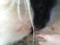 Mare fisting 2 Gaybeast - Bestiality Porn video with man