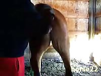 Mare fisting 7 Gaybeast - Beastiality Man