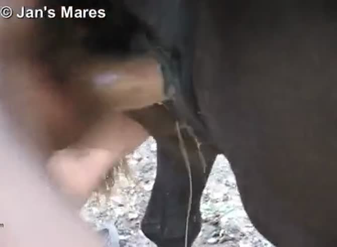 Horsepussy Orgasm - Mare having an orgasm Gaybeast - Bestiality Sex video with man -  MadnessPorn Extrem Sex