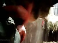 Mare licks 1 Gaybeast.com - Beastiality Man