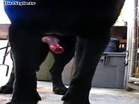 need  - Zoophilia Porn, Zoophilia Porn With Dog at MadnessPorn