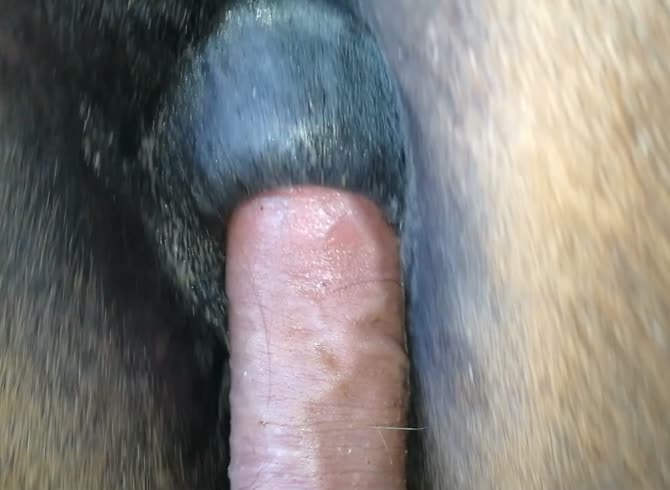 Horse anal porn
