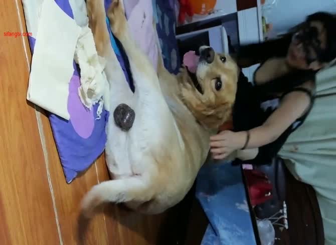 Asian With Dog Webcam Beastiality Porn