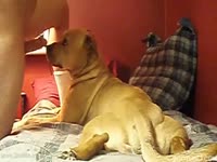 Zoophilic Guy Fucks Girl Dog On The Table