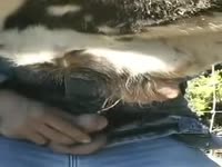 Zoophilia Porn With Men On Madnessporn
