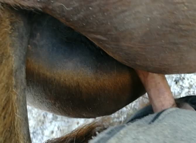 Virgin Girl Fuck By Horse - Fuck horse porn - Zoophilia Porn, Zoophilia Porn With Horse, Zoophilia Porn  With Men at MadnessPorn