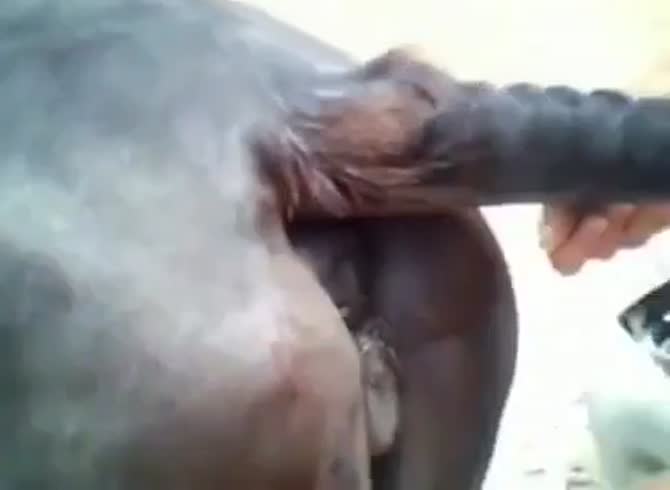 Man Fucks Mare Anal - Fucking a sexy mare pussy - Zoophilia Porn, Zoophilia Porn Homemade,  Zoophilia Porn With Horse, Zoophilia Porn With Men at MadnessPorn