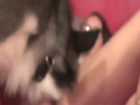 Dog fuck girl Zoo Porn - Zoophilia Porn, Zoophilia Porn With Dog ...