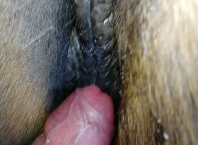 Horse vagina orgasm - 🧡 Mare Horse Orgasm Porn Sex Pictures Pass.