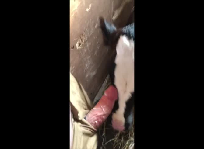 Beastiality Cow Sucking Cock.