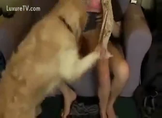 Masters Fucking Dog Porn Captions - Assistant Dog licks his Master's Pussy - Zoophilia Porn, Zoophilia Porn  With Dog at MadnessPorn